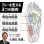 画像7: 【Activital PROファイブ フットサポーター】 ネイビー